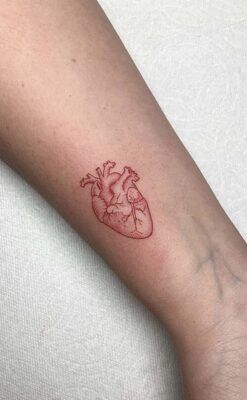 ấn tượng với những nét xăm trái tim Hình xăm trái tim giải phẫu trên cánh tay, phong cách đơn giản, độ chi tiết cao, ảnh HD.