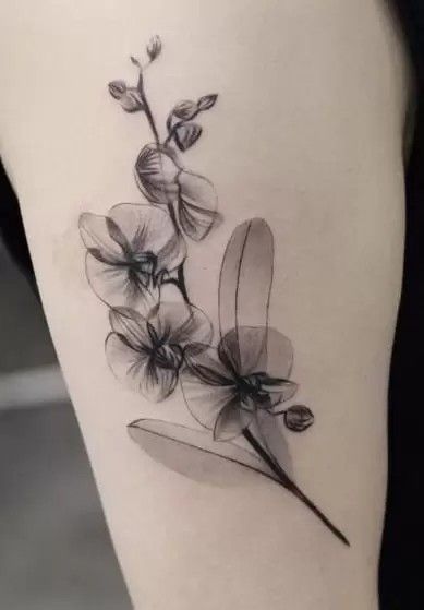 hoa lan mềm mại và giản đơn Hình xăm hoa lan trên cánh tay, phong cách blackwork, chi tiết tinh tế, ảnh độ phân giải cao HD.