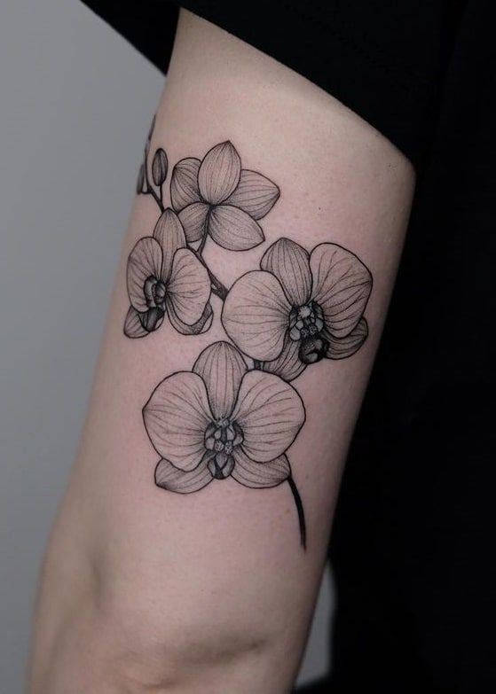 thiết kế xăm hoa lan ở mặt sau bắp tay Hình xăm hoa lan blackwork trên tay, chi tiết sắc nét, ảnh HD.