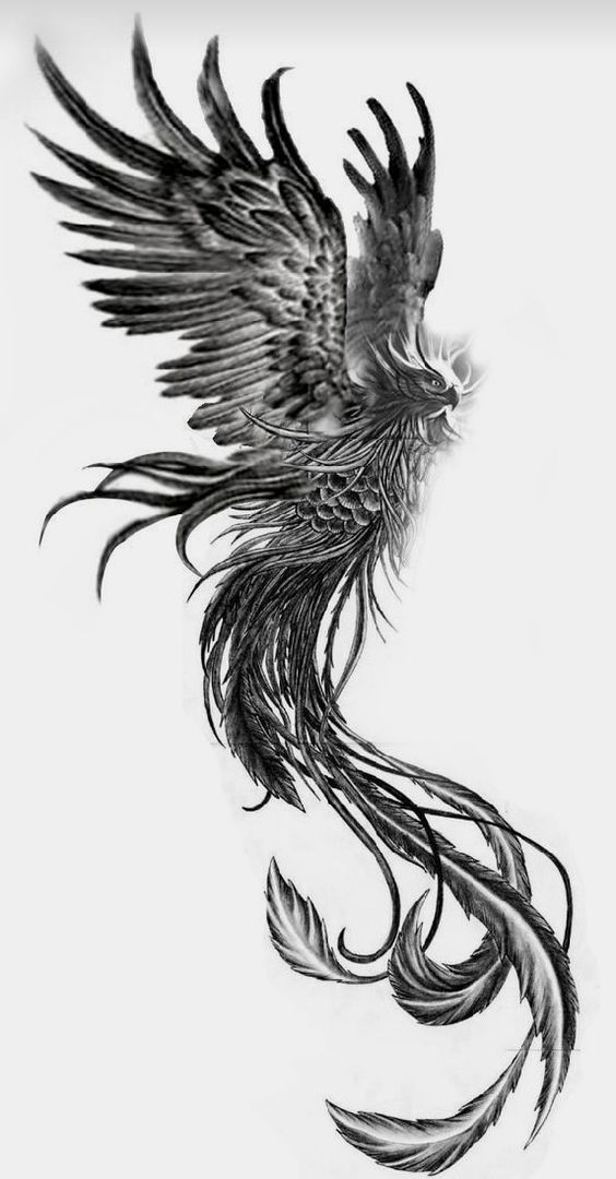 Hình xăm phượng hoàng blackwork chi tiết, vị trí không rõ, độ phân giải HD.