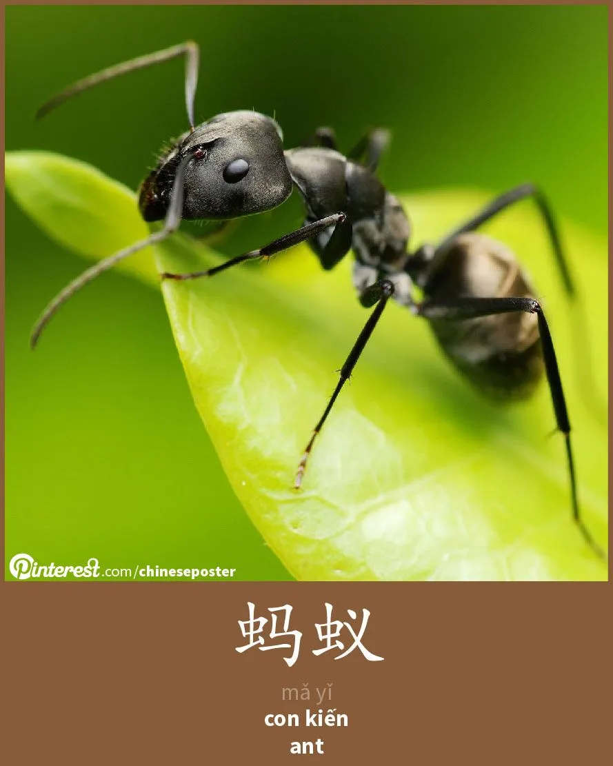 Hình xăm với ký tự tiếng Trung