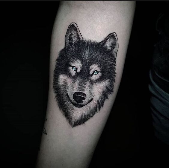 Hình xăm chó sói ở cánh tay mẫu 15 Hình xăm chó sói blackwork chi tiết, trên cánh tay, phong cách cổ điển, ảnh độ phân giải HD.
